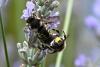 Anthidium septemspinosum
